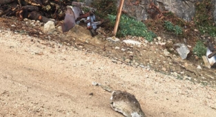 Akçamescit mahallesine kaya düştü