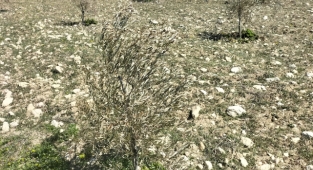 Aşırı soğuk zeytin ağaçlarına büyük zarar verdi