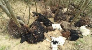 Önce bir koyun, sonra sürünün tamamı atladı