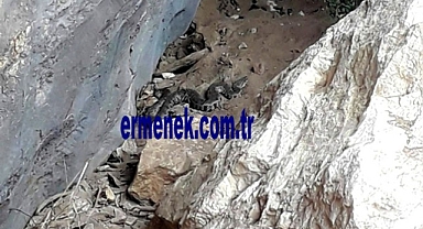 Türkiye'nin en zehirli yılanı Ermenek'te görüntülendi