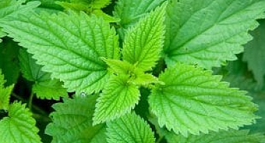 COVİD AŞISI OLANLAR! BU HABERİ İYİ OKUYUN