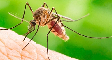 Ermenek'i Sivrisinekler Bastı