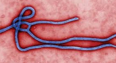 Ölümcül Sudan Virüsü dünya çapında yayılıyor