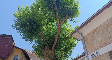 Sipas Cami yanındaki tarihi çınar hakkında kamuoyuna bilgilendirme