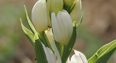 TAŞELİ BÖLGESİNDE YENİ BİR ORKİDE TÜRÜ KEŞFEDİLDİ