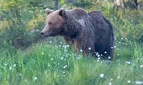 Ayı Köye Kadar İndi! Köylüler Korku İçinde