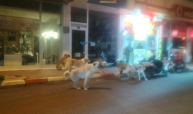 Ermenek'te Barınak Olmasına Rağmen Sokaklar Köpek Dolu