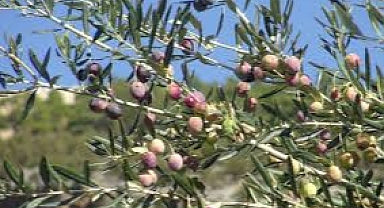 Ermenek, Zeytin ve Zeytinyağında Dünya Markası Olma Yolunda İlerliyor