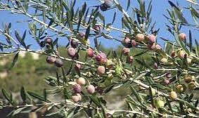 Ermenek, Zeytin ve Zeytinyağında Dünya Markası Olma Yolunda İlerliyor