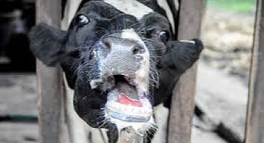 Ermenek'te Şap Hastalığı Alarmı