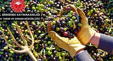 Zeytin Tarımı İle İlgili Kurs Ve Eğitim Verilecek