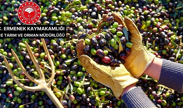 Zeytin Tarımı İle İlgili Kurs Ve Eğitim Verilecek