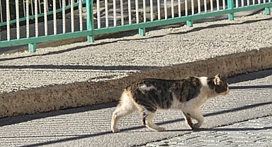 ERMENEK’TE VAHŞET İDDİASI: KEDİLERİN KUYRUKLARI KESİLİYOR!