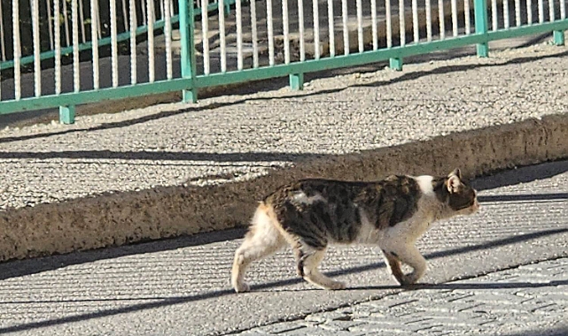 ERMENEK’TE VAHŞET İDDİASI: KEDİLERİN KUYRUKLARI KESİLİYOR!