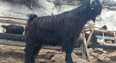 Uygun Fiyata Kurbanlık, Kesim Ücretsiz