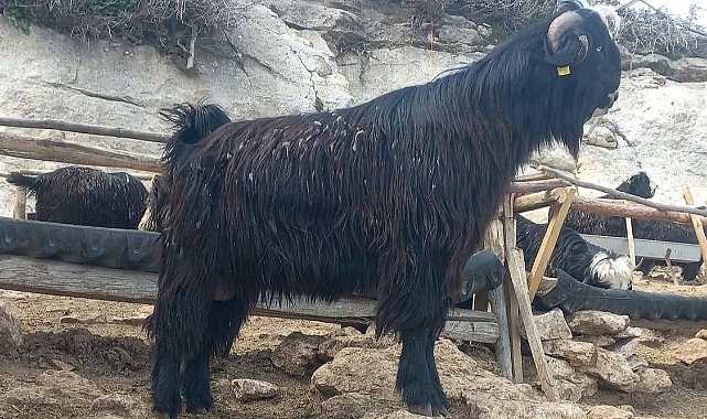 Uygun Fiyata Kurbanlık, Kesim Ücretsiz