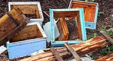 Ayılar Arıcılara Zarar Verdi: Balkusan’da Vatandaşlara Uyarı