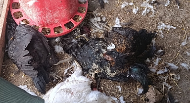 ERMENEK'TE BAŞIBOŞ KÖPEK DEHŞETİ: 15 TAVUK TELEF OLDU, VATANDAŞ CANINI ZOR KURTARDI