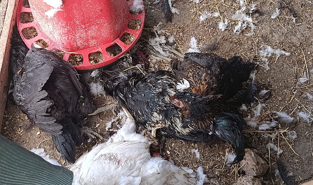 ERMENEK'TE BAŞIBOŞ KÖPEK DEHŞETİ: 15 TAVUK TELEF OLDU, VATANDAŞ CANINI ZOR KURTARDI