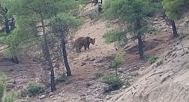 GÜNEYYURT ARALIK MAHALLESİ’NDE AYI GÖRÜLDÜ
