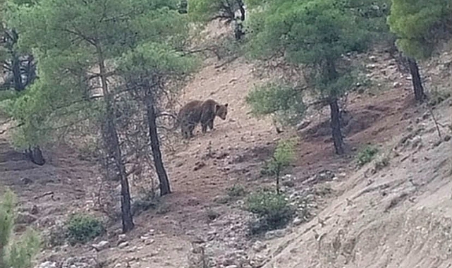 GÜNEYYURT ARALIK MAHALLESİ’NDE AYI GÖRÜLDÜ