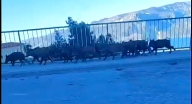Ermenek'te Domuzlar Gündüz Vakti Gezer Oldu