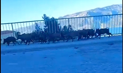 Ermenek'te Domuzlar Gündüz Vakti Gezer Oldu
